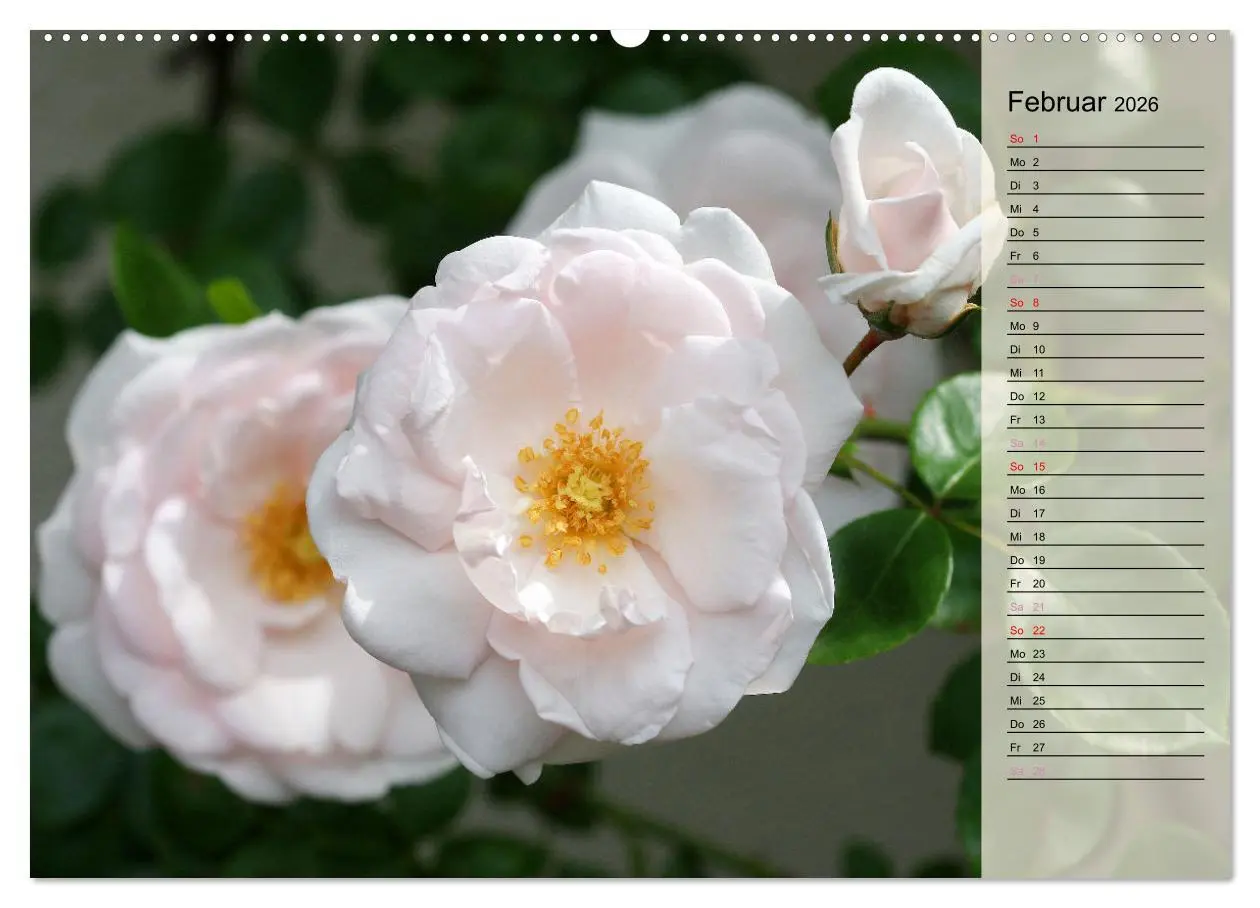 Bild: 9783457380819 | Rosensommer (Wandkalender 2026 DIN A2 quer), CALVENDO Monatskalender