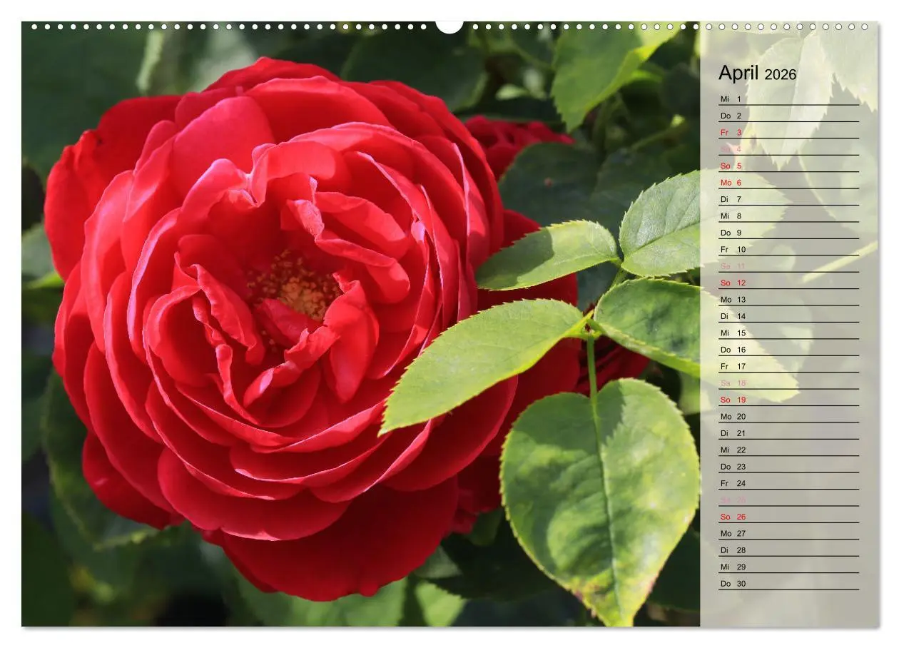 Bild: 9783457380819 | Rosensommer (Wandkalender 2026 DIN A2 quer), CALVENDO Monatskalender