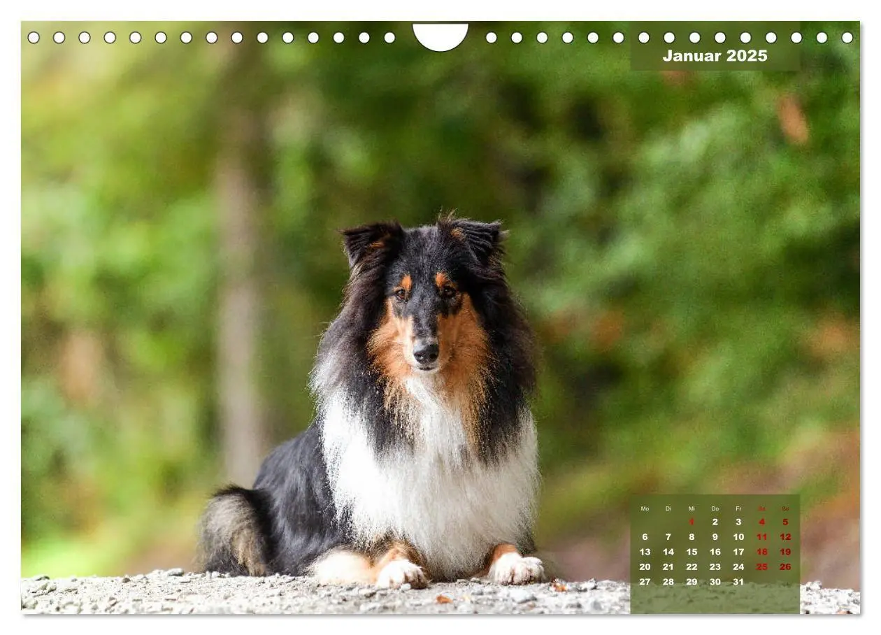 Bild: 9783435110919 | Typisch Collie (Wandkalender 2025 DIN A4 quer), CALVENDO...