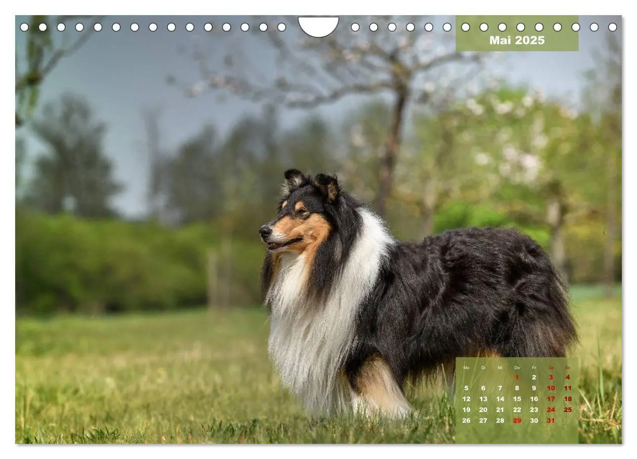 Bild: 9783435110919 | Typisch Collie (Wandkalender 2025 DIN A4 quer), CALVENDO...