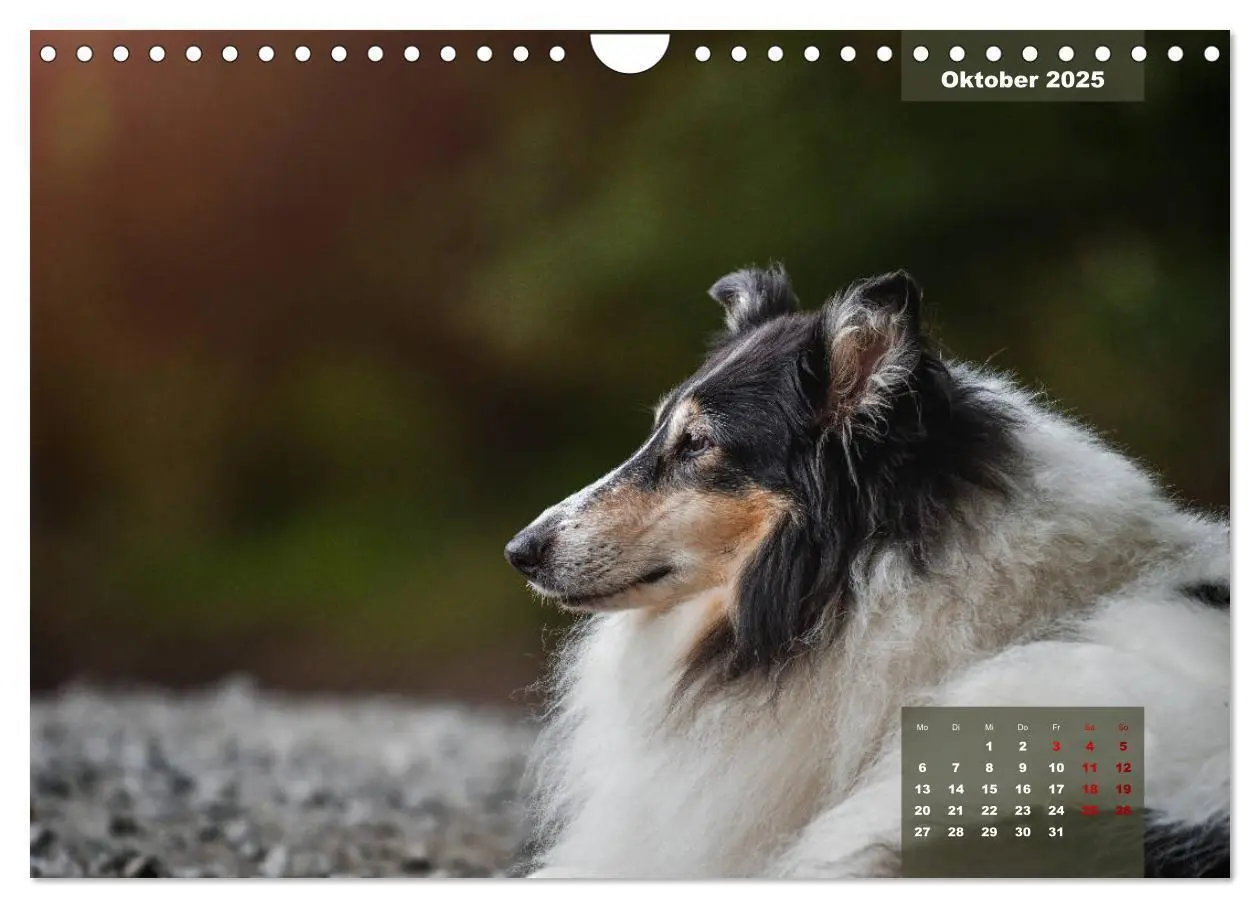 Bild: 9783435110919 | Typisch Collie (Wandkalender 2025 DIN A4 quer), CALVENDO...