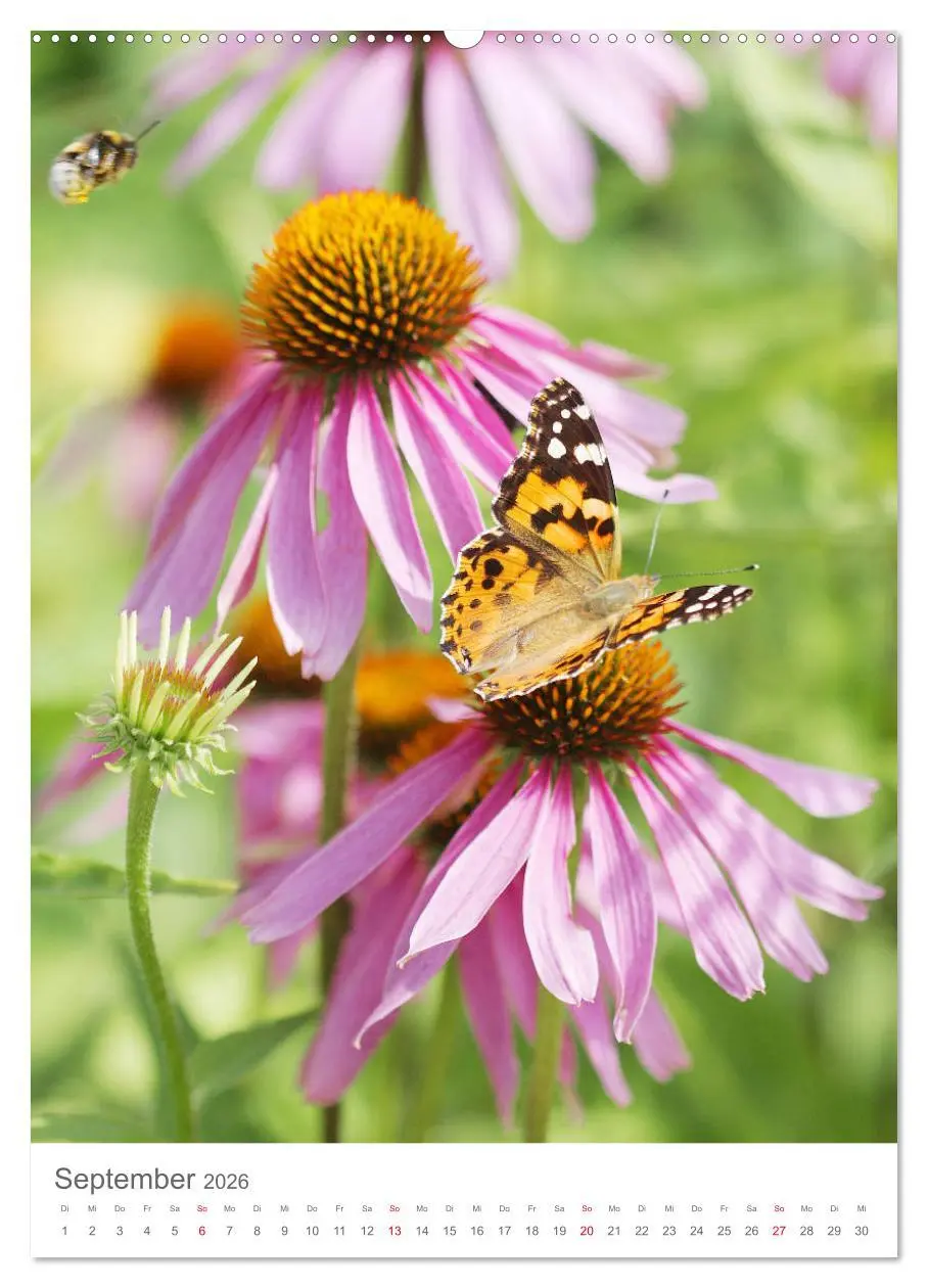 Bild: 9783516390919 | Bunter Sommer (hochwertiger Premium Wandkalender 2026 DIN A2 hoch),...