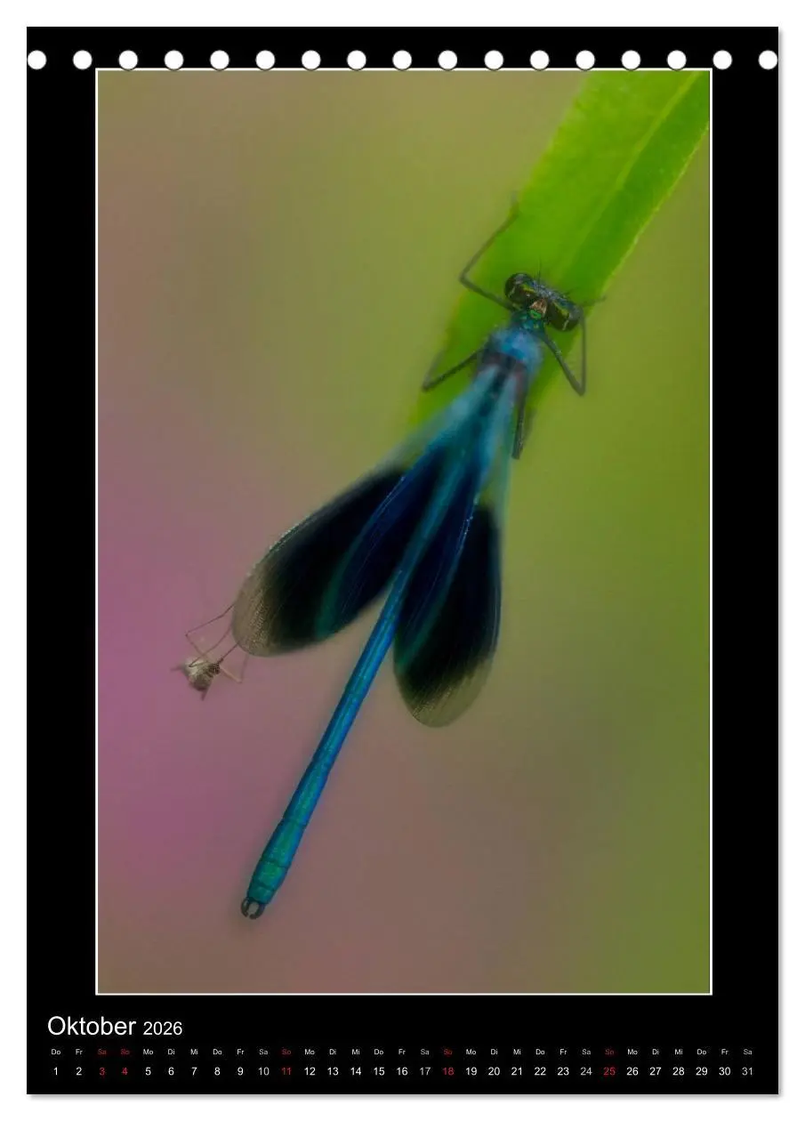 Bild: 9783516460919 | Faszination Libellen - Wildnis Heimat (Tischkalender 2026 DIN A5...