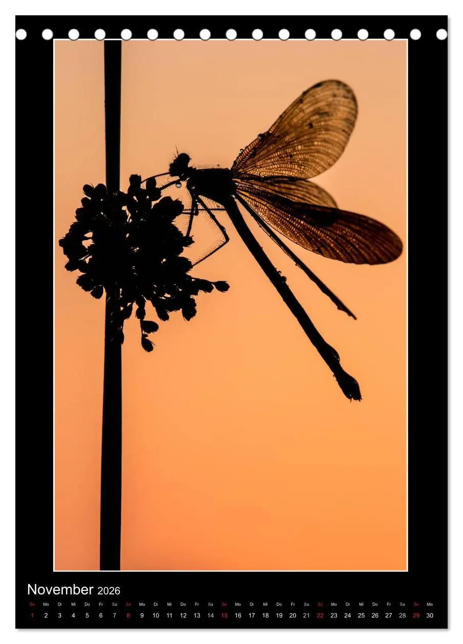 Bild: 9783516460919 | Faszination Libellen - Wildnis Heimat (Tischkalender 2026 DIN A5...