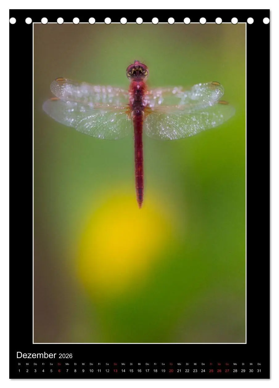 Bild: 9783516460919 | Faszination Libellen - Wildnis Heimat (Tischkalender 2026 DIN A5...