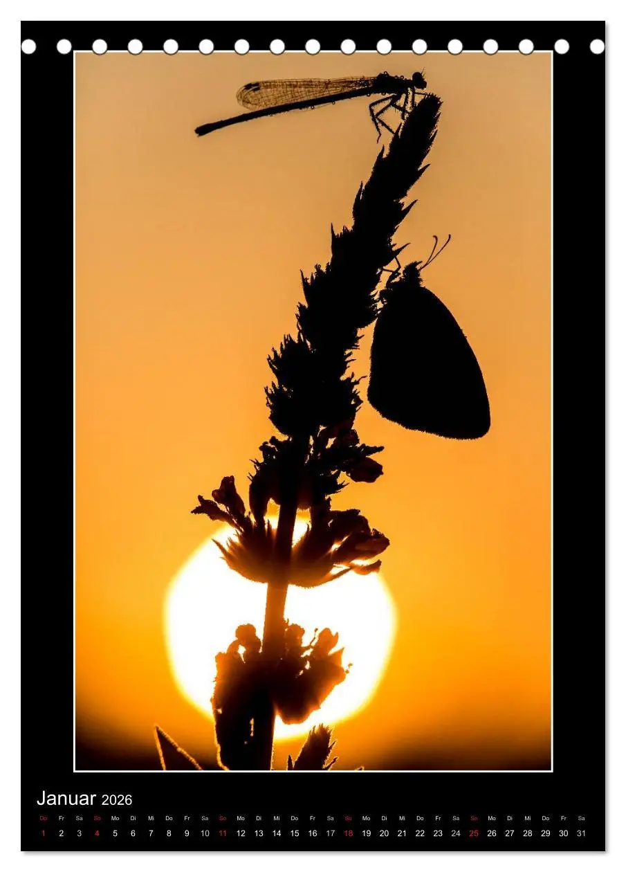 Bild: 9783516460919 | Faszination Libellen - Wildnis Heimat (Tischkalender 2026 DIN A5...