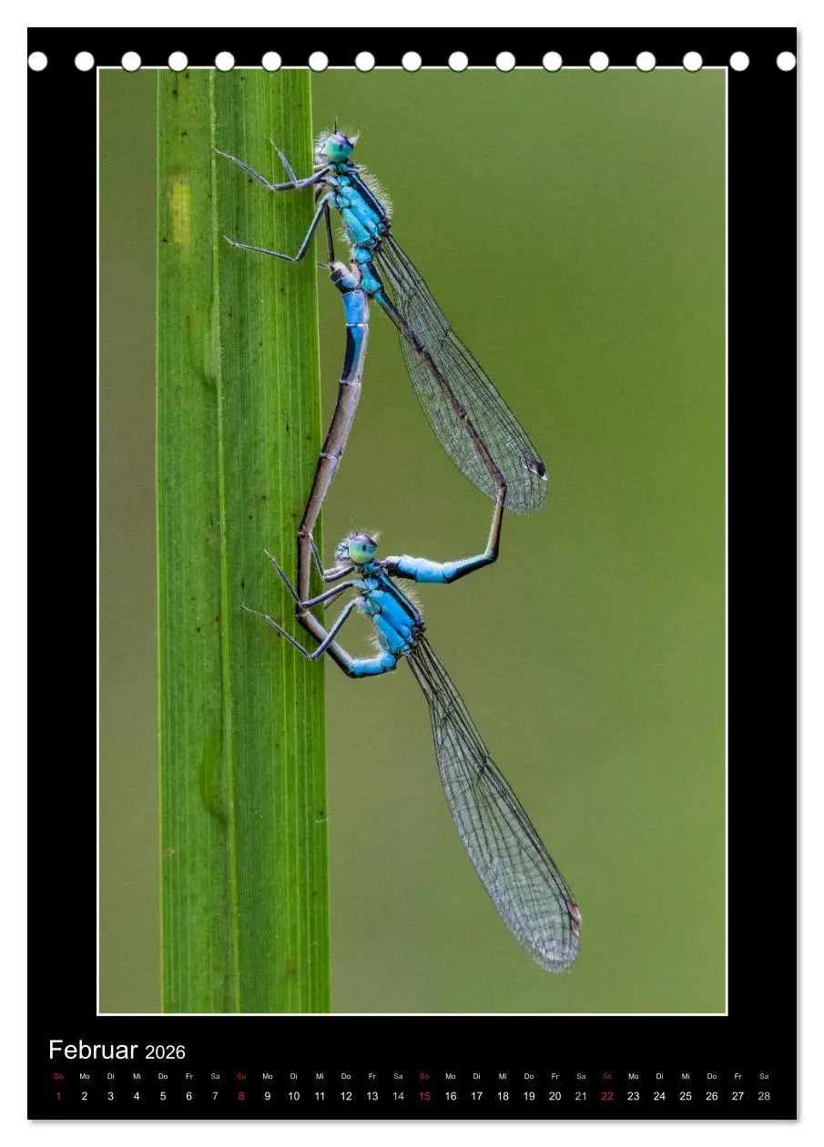 Bild: 9783516460919 | Faszination Libellen - Wildnis Heimat (Tischkalender 2026 DIN A5...