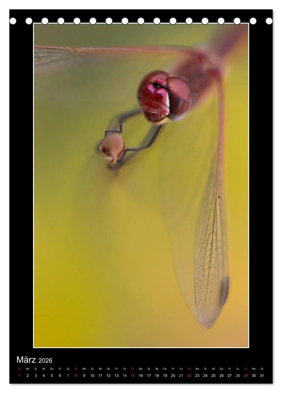 Bild: 9783516460919 | Faszination Libellen - Wildnis Heimat (Tischkalender 2026 DIN A5...