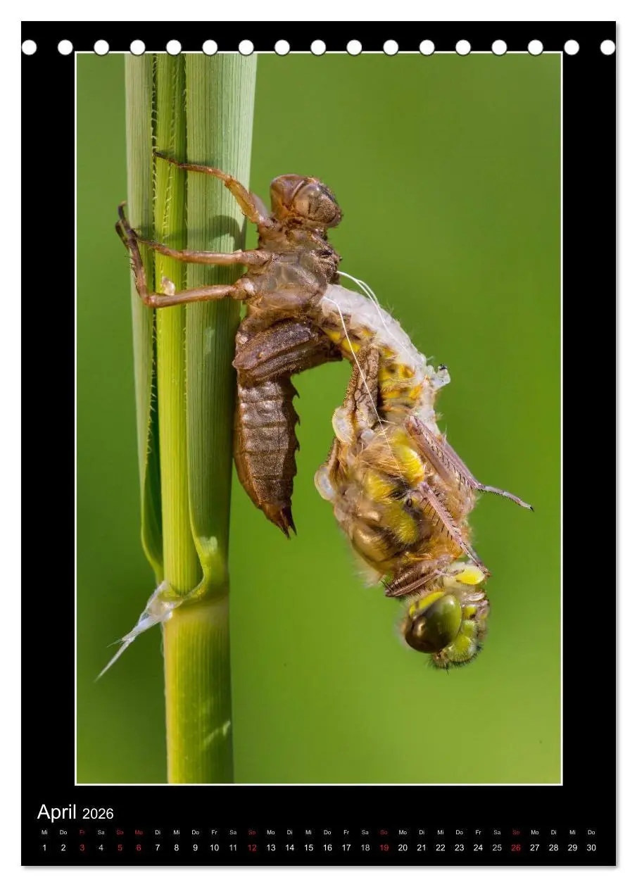 Bild: 9783516460919 | Faszination Libellen - Wildnis Heimat (Tischkalender 2026 DIN A5...