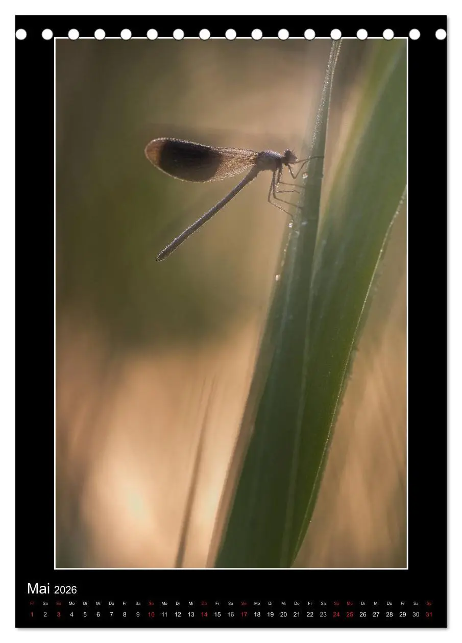 Bild: 9783516460919 | Faszination Libellen - Wildnis Heimat (Tischkalender 2026 DIN A5...