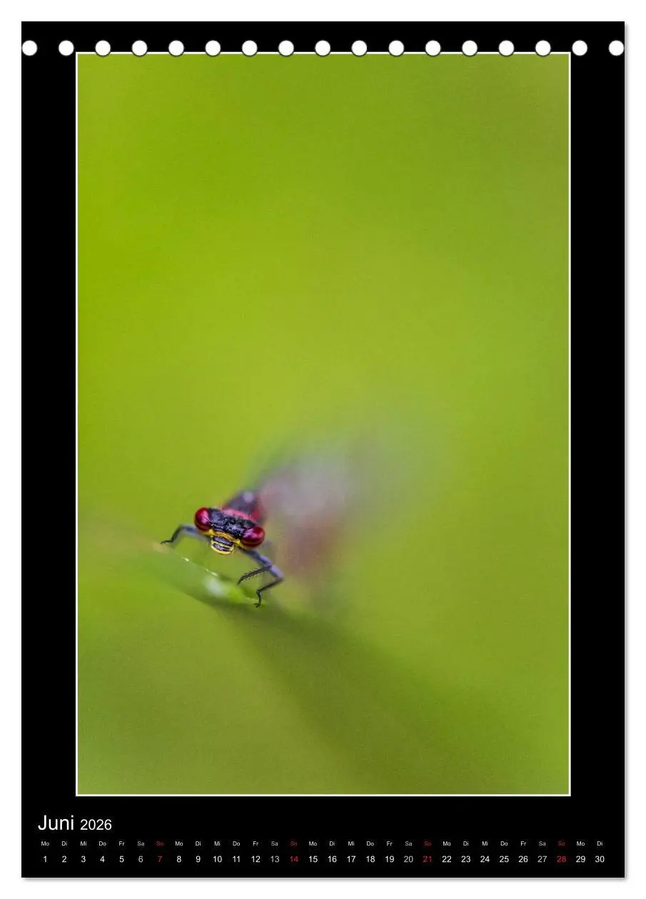 Bild: 9783516460919 | Faszination Libellen - Wildnis Heimat (Tischkalender 2026 DIN A5...