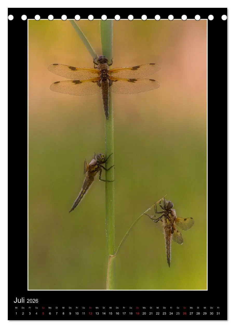 Bild: 9783516460919 | Faszination Libellen - Wildnis Heimat (Tischkalender 2026 DIN A5...