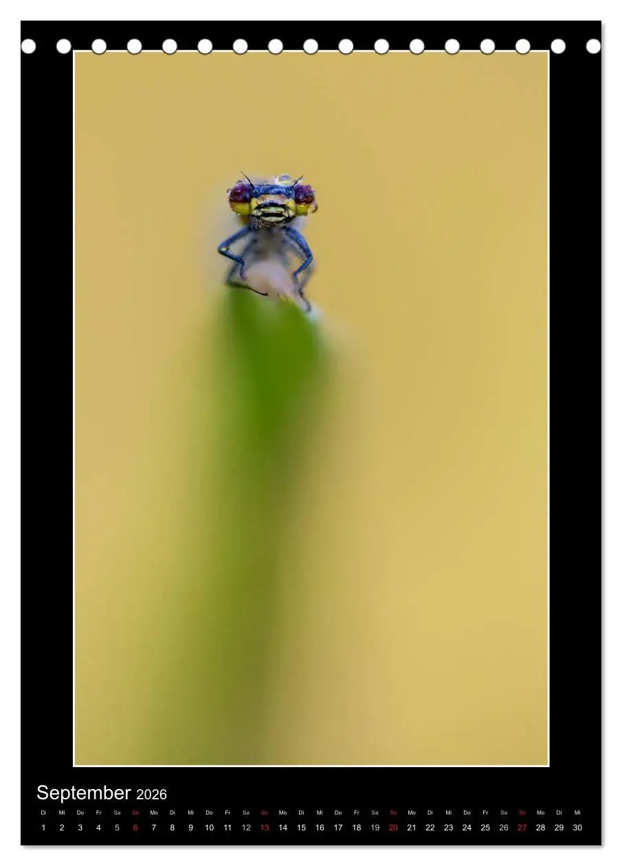 Bild: 9783516460919 | Faszination Libellen - Wildnis Heimat (Tischkalender 2026 DIN A5...