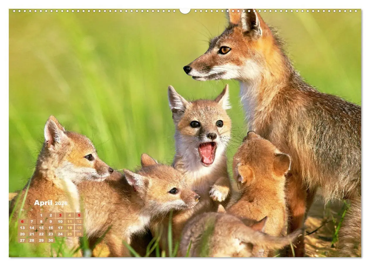 Bild: 9783516600919 | Der Fuchs: Kluger Jäger (hochwertiger Premium Wandkalender 2026 DIN...