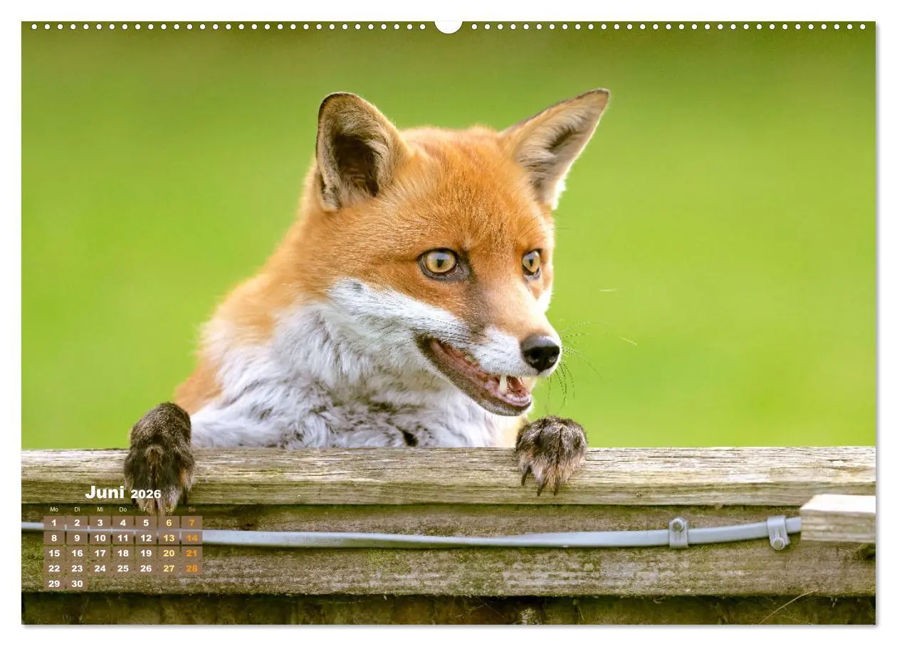 Bild: 9783516600919 | Der Fuchs: Kluger Jäger (hochwertiger Premium Wandkalender 2026 DIN...