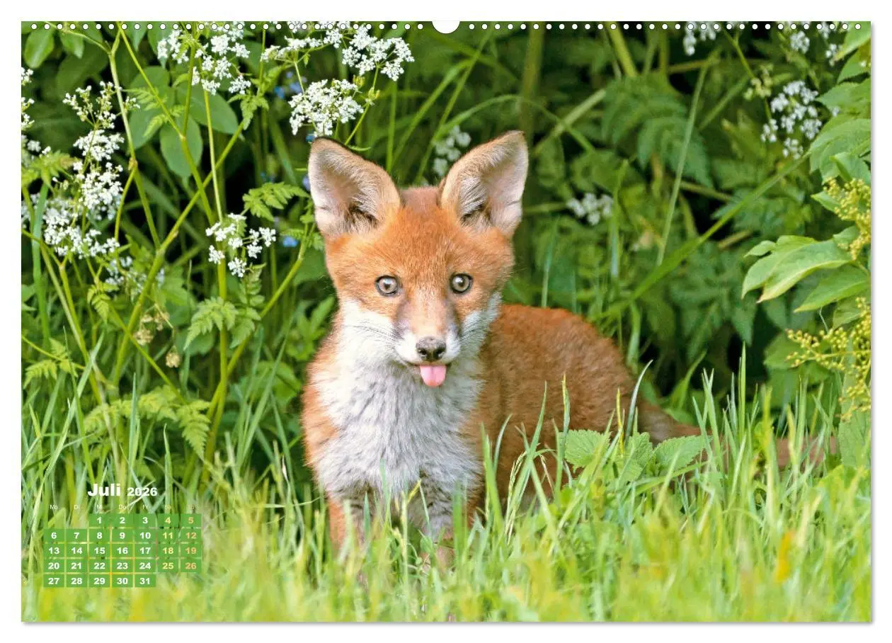 Bild: 9783516600919 | Der Fuchs: Kluger Jäger (hochwertiger Premium Wandkalender 2026 DIN...