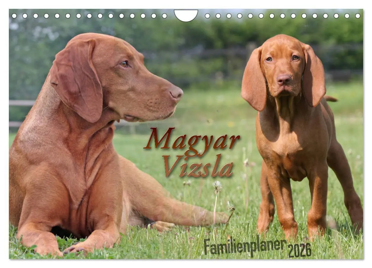 Cover: 9783457881019 | Familienplaner - Magyar Vizsla (Wandkalender 2026 DIN A4 quer),...