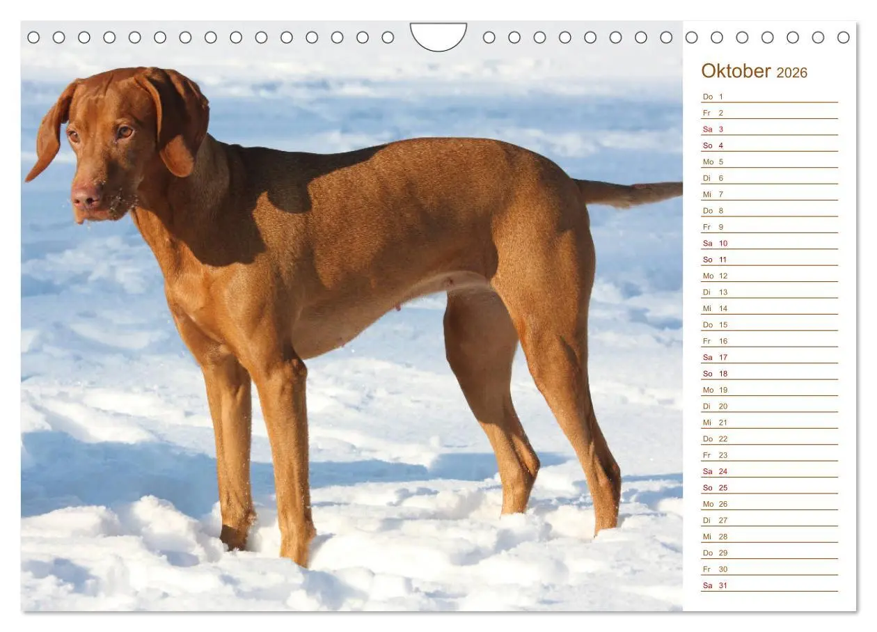 Bild: 9783457881019 | Familienplaner - Magyar Vizsla (Wandkalender 2026 DIN A4 quer),...