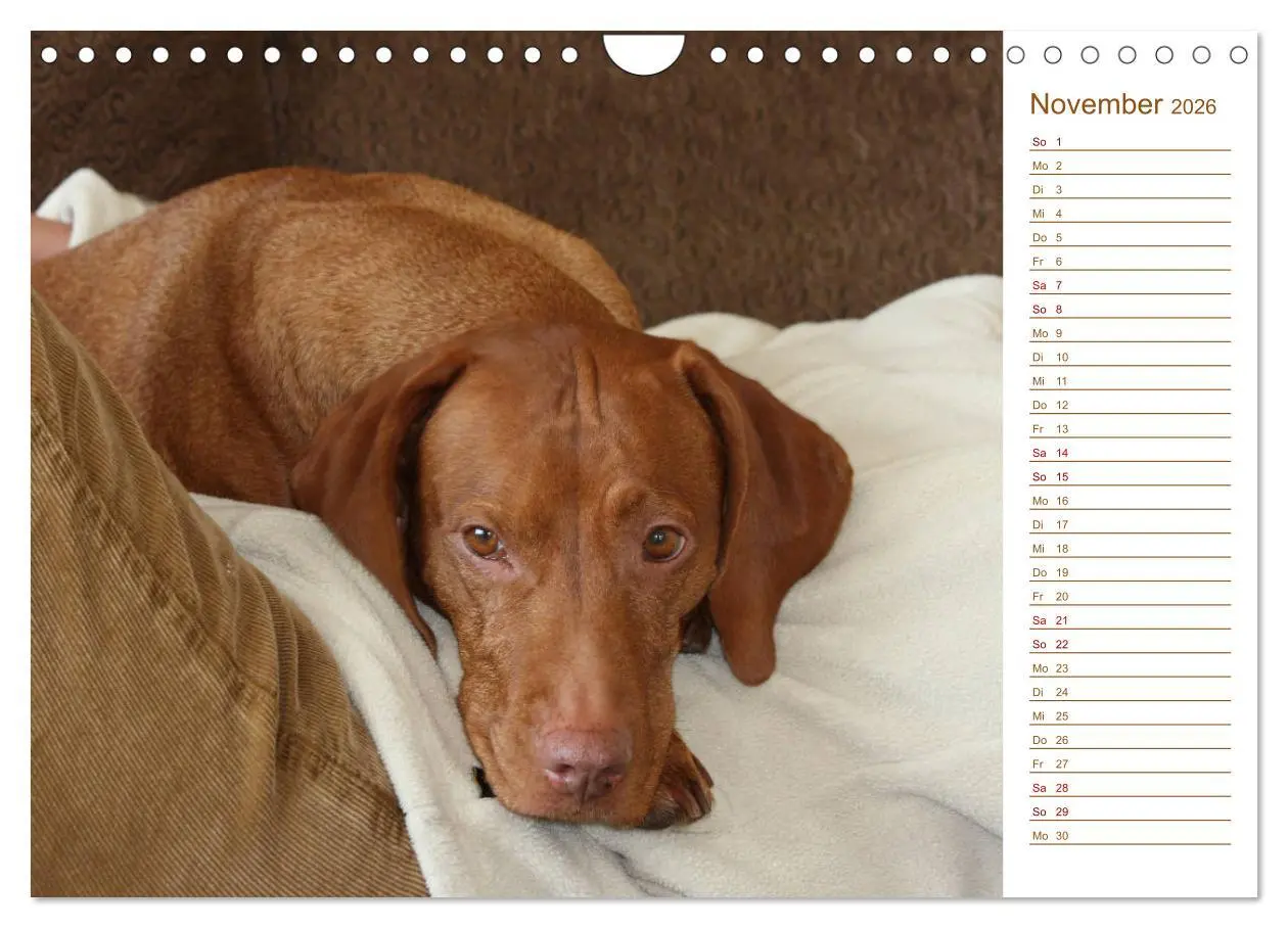 Bild: 9783457881019 | Familienplaner - Magyar Vizsla (Wandkalender 2026 DIN A4 quer),...