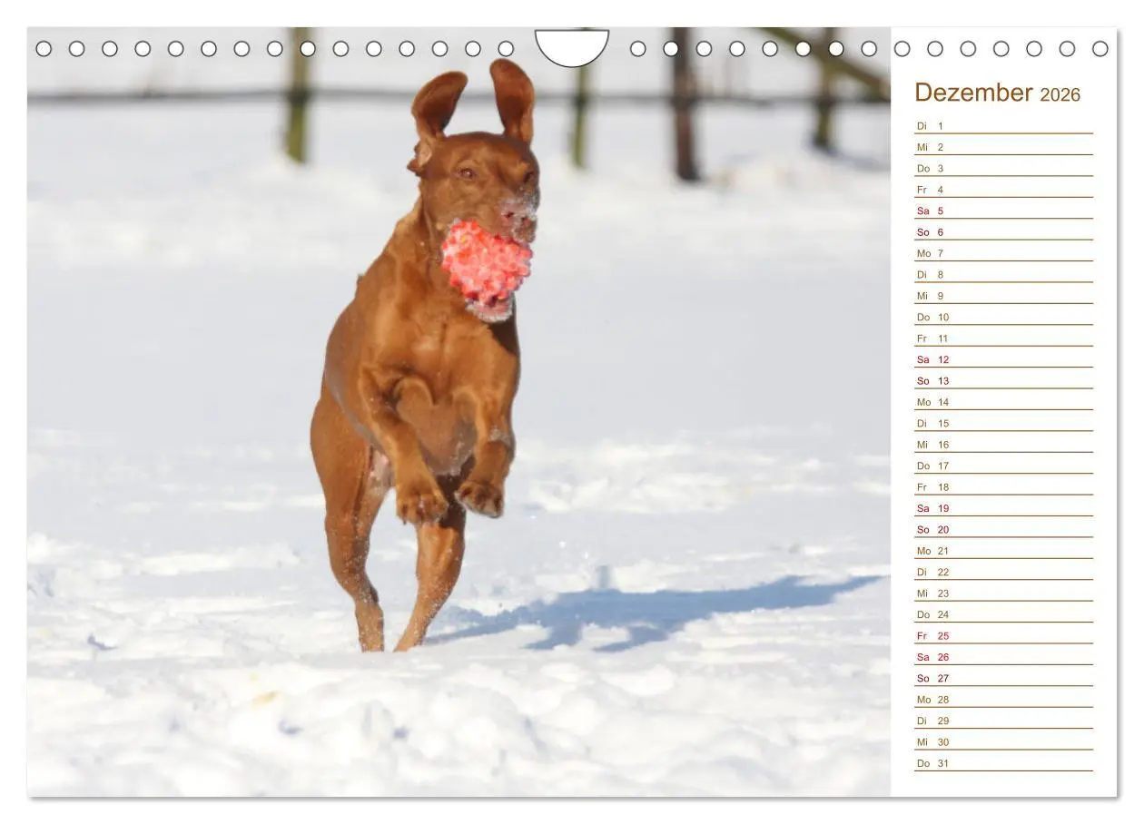 Bild: 9783457881019 | Familienplaner - Magyar Vizsla (Wandkalender 2026 DIN A4 quer),...