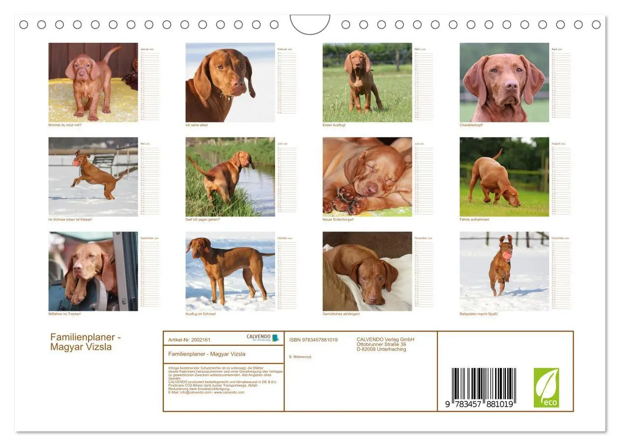 Bild: 9783457881019 | Familienplaner - Magyar Vizsla (Wandkalender 2026 DIN A4 quer),...