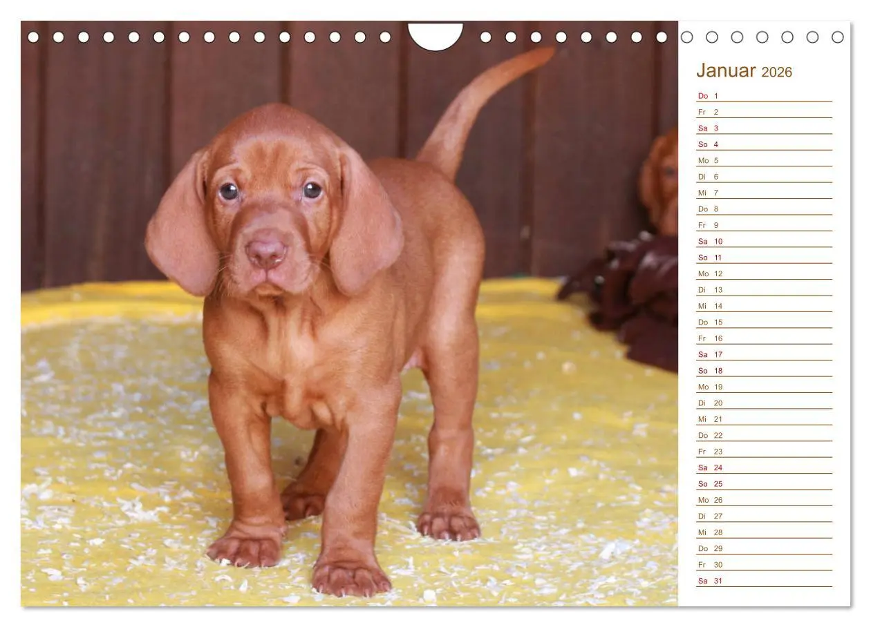 Bild: 9783457881019 | Familienplaner - Magyar Vizsla (Wandkalender 2026 DIN A4 quer),...