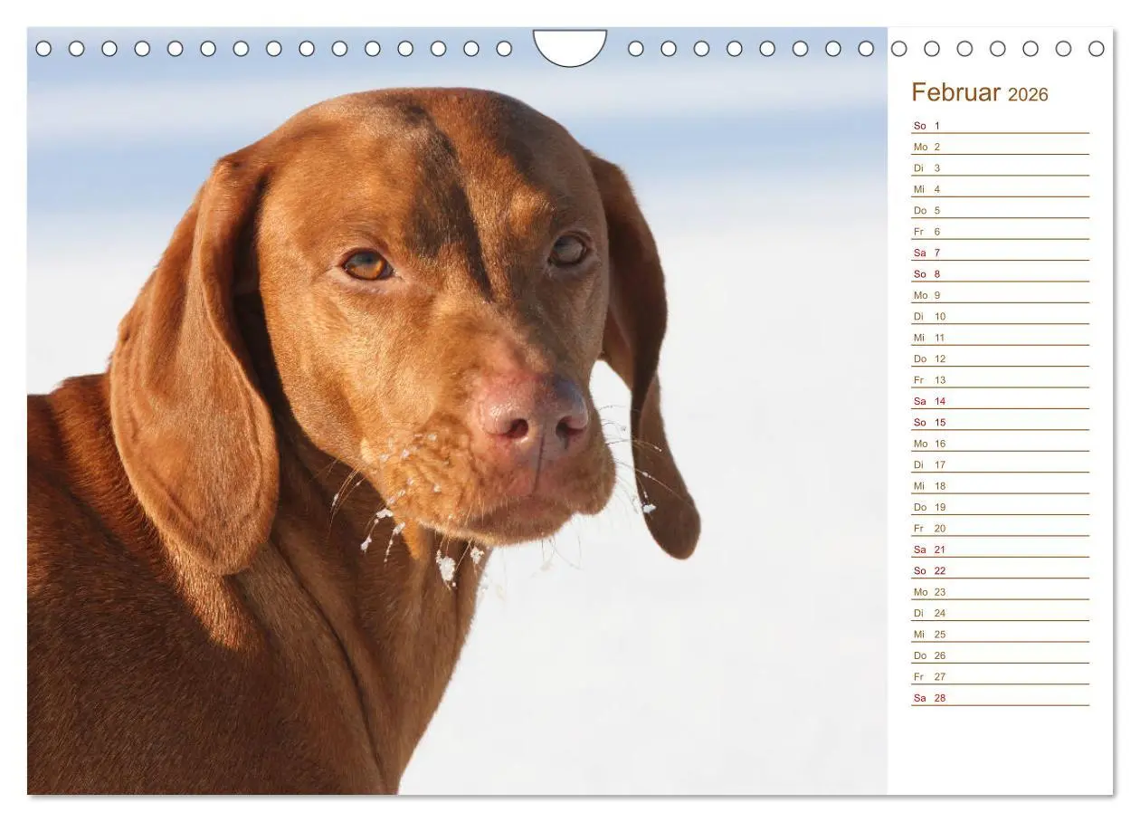 Bild: 9783457881019 | Familienplaner - Magyar Vizsla (Wandkalender 2026 DIN A4 quer),...