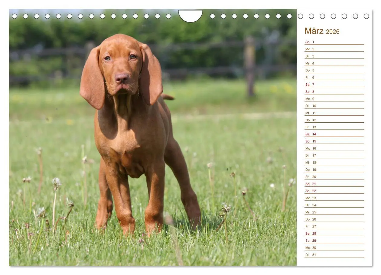 Bild: 9783457881019 | Familienplaner - Magyar Vizsla (Wandkalender 2026 DIN A4 quer),...