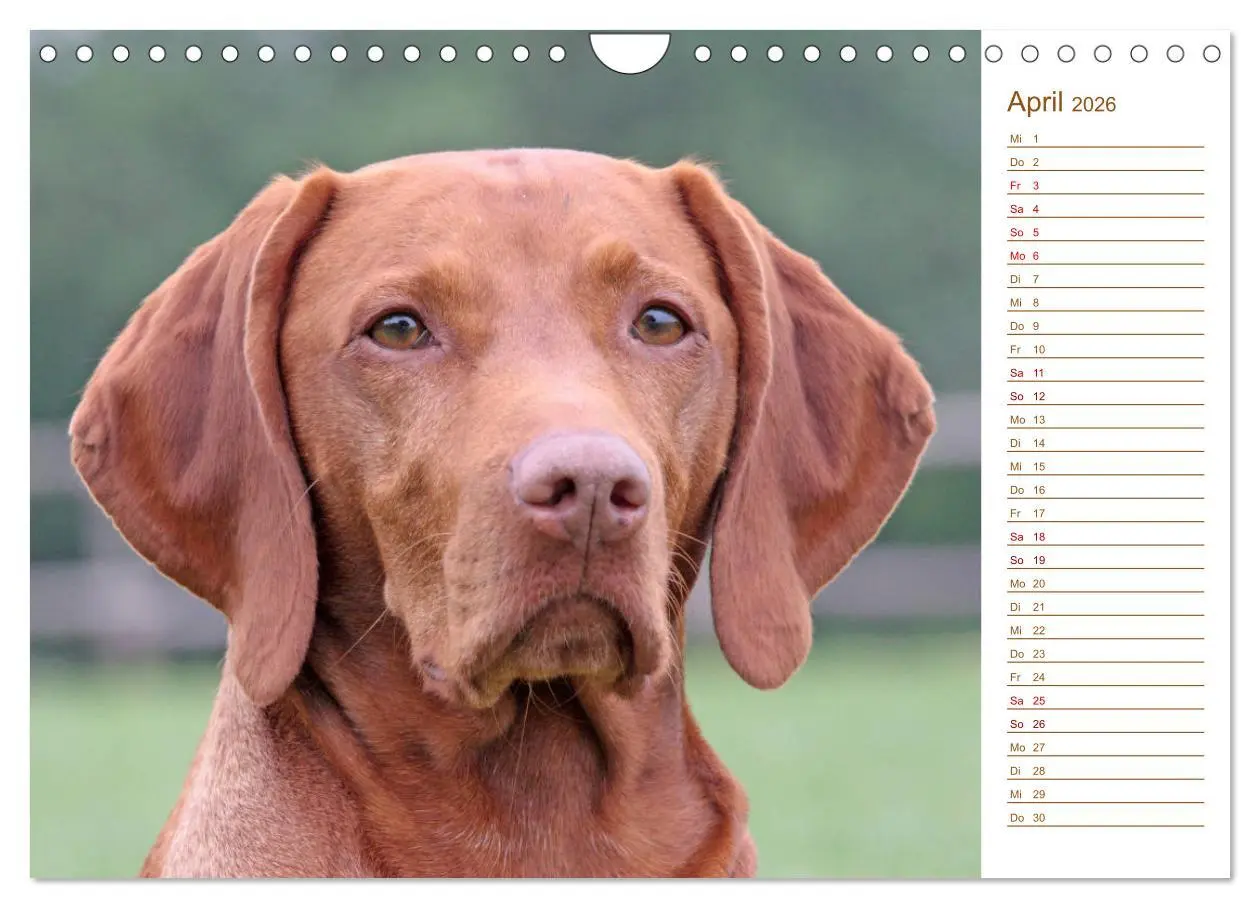 Bild: 9783457881019 | Familienplaner - Magyar Vizsla (Wandkalender 2026 DIN A4 quer),...