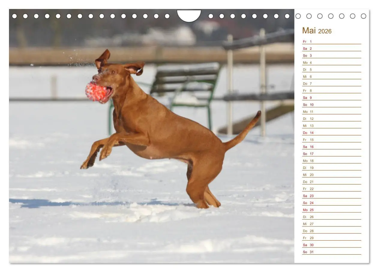 Bild: 9783457881019 | Familienplaner - Magyar Vizsla (Wandkalender 2026 DIN A4 quer),...