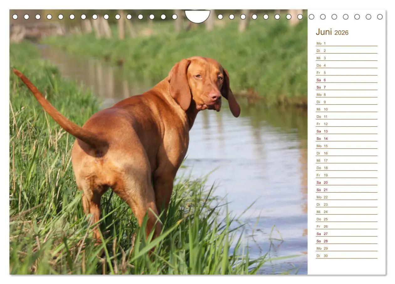 Bild: 9783457881019 | Familienplaner - Magyar Vizsla (Wandkalender 2026 DIN A4 quer),...