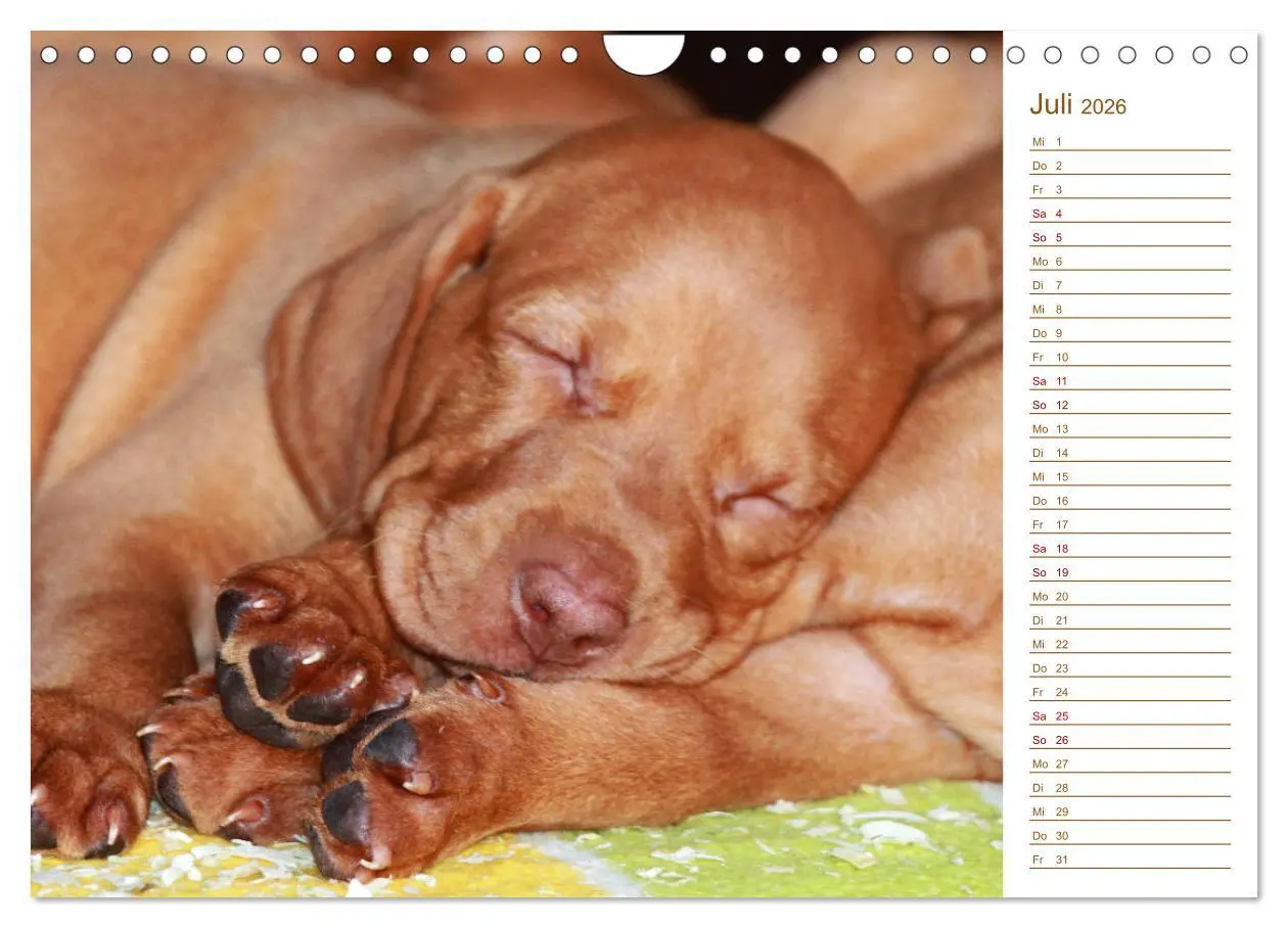 Bild: 9783457881019 | Familienplaner - Magyar Vizsla (Wandkalender 2026 DIN A4 quer),...