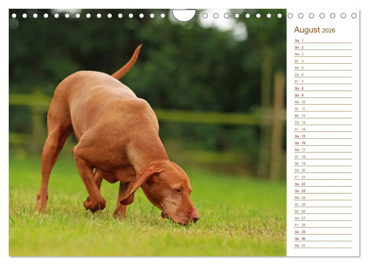 Bild: 9783457881019 | Familienplaner - Magyar Vizsla (Wandkalender 2026 DIN A4 quer),...