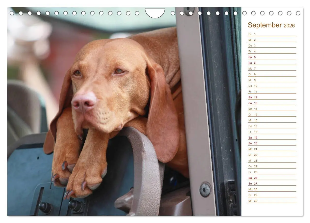 Bild: 9783457881019 | Familienplaner - Magyar Vizsla (Wandkalender 2026 DIN A4 quer),...
