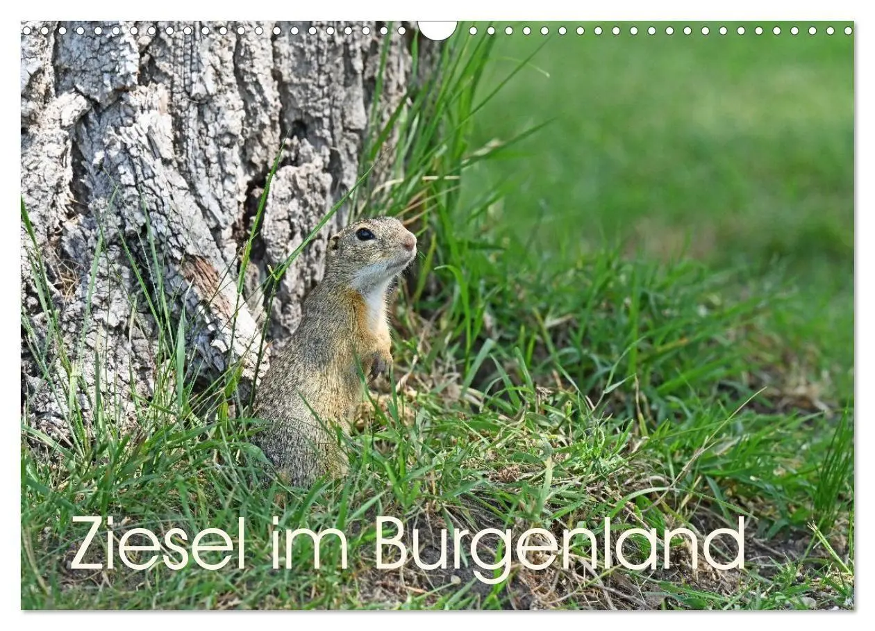 Cover: 9783516731019 | Ziesel im Burgenland (Wandkalender 2026 DIN A3 quer), CALVENDO...