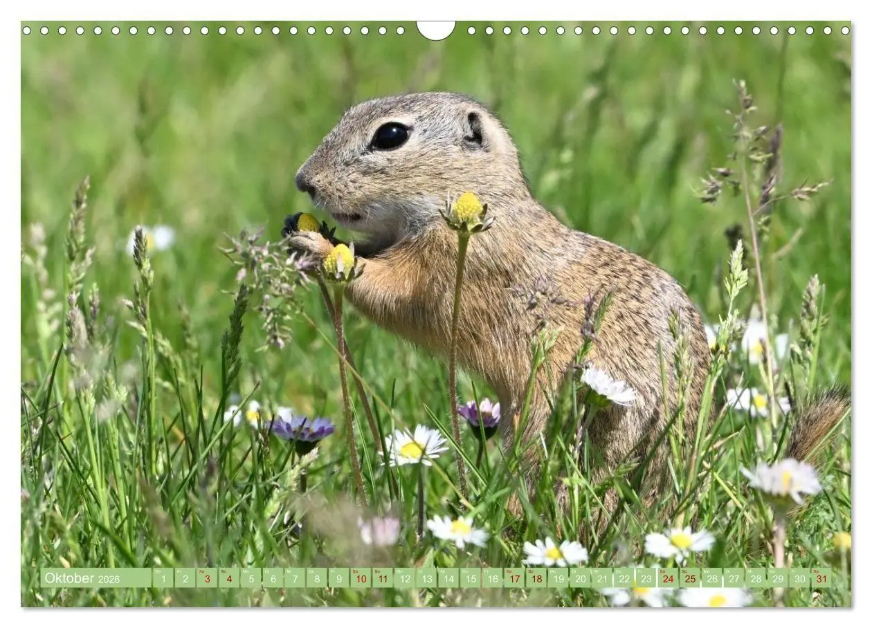Bild: 9783516731019 | Ziesel im Burgenland (Wandkalender 2026 DIN A3 quer), CALVENDO...
