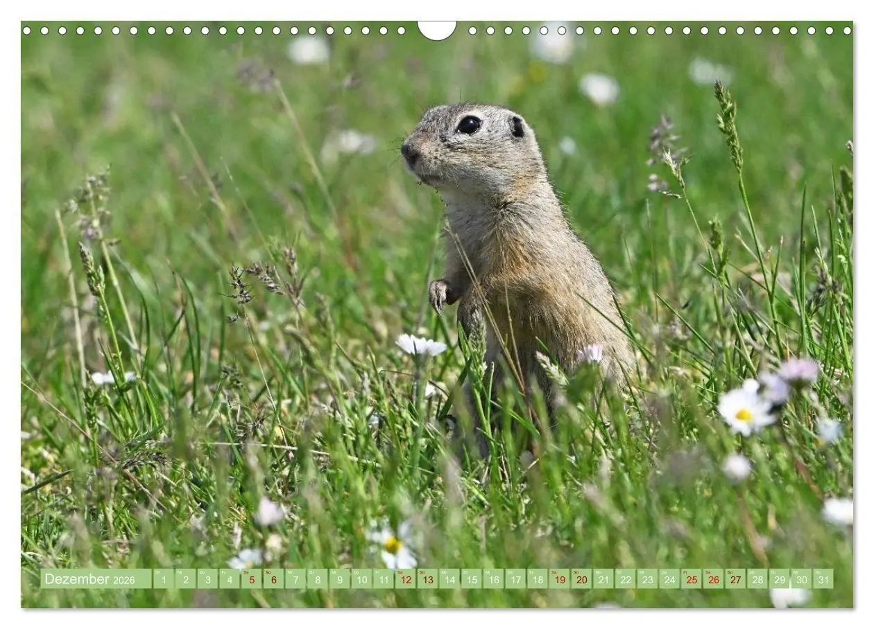 Bild: 9783516731019 | Ziesel im Burgenland (Wandkalender 2026 DIN A3 quer), CALVENDO...