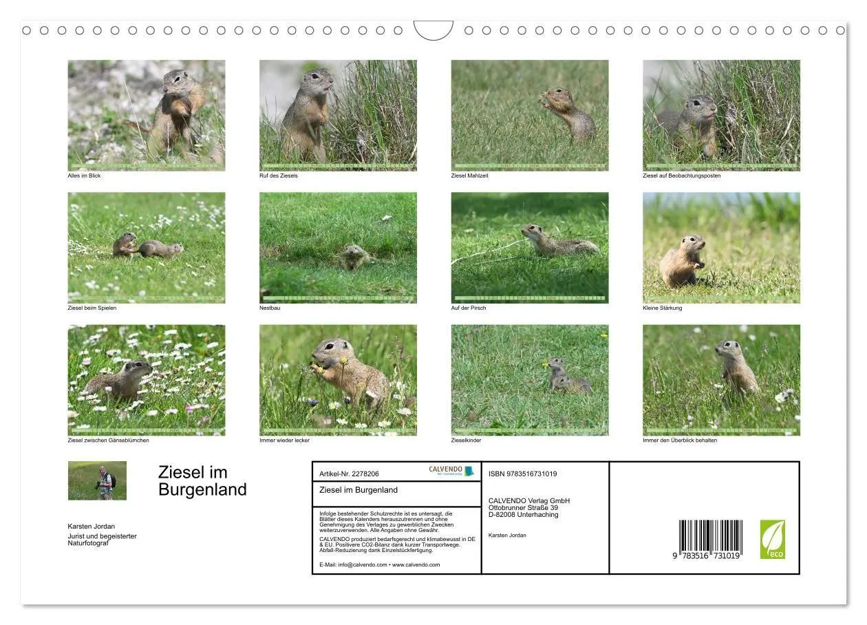 Bild: 9783516731019 | Ziesel im Burgenland (Wandkalender 2026 DIN A3 quer), CALVENDO...