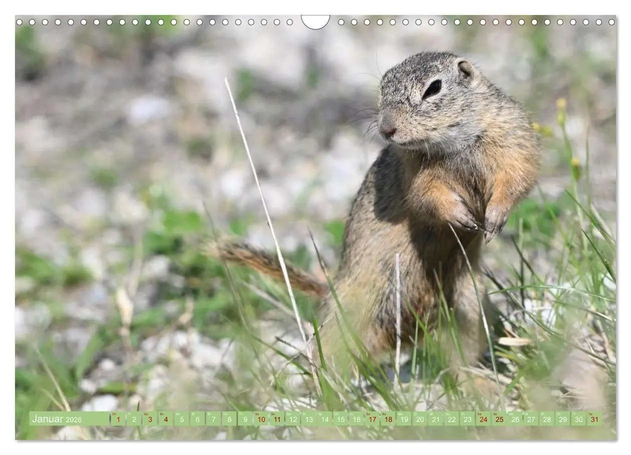 Bild: 9783516731019 | Ziesel im Burgenland (Wandkalender 2026 DIN A3 quer), CALVENDO...