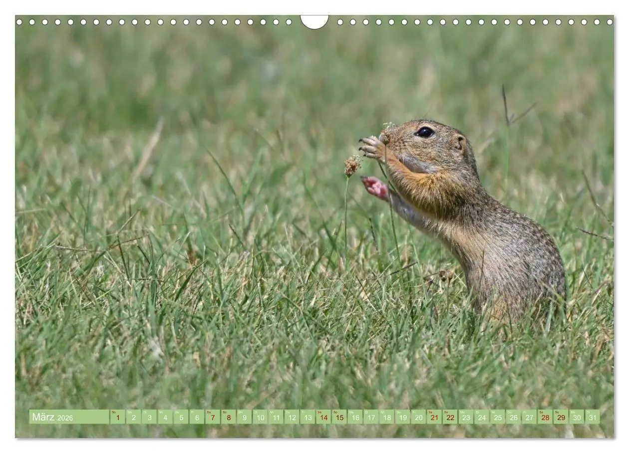 Bild: 9783516731019 | Ziesel im Burgenland (Wandkalender 2026 DIN A3 quer), CALVENDO...