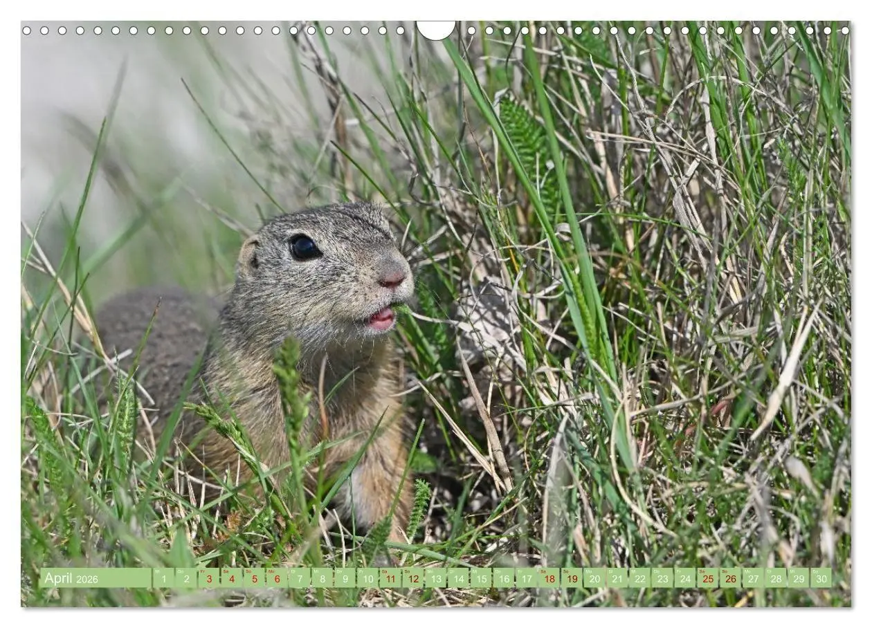 Bild: 9783516731019 | Ziesel im Burgenland (Wandkalender 2026 DIN A3 quer), CALVENDO...