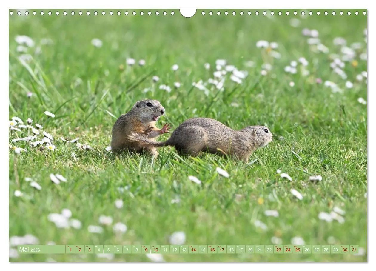 Bild: 9783516731019 | Ziesel im Burgenland (Wandkalender 2026 DIN A3 quer), CALVENDO...