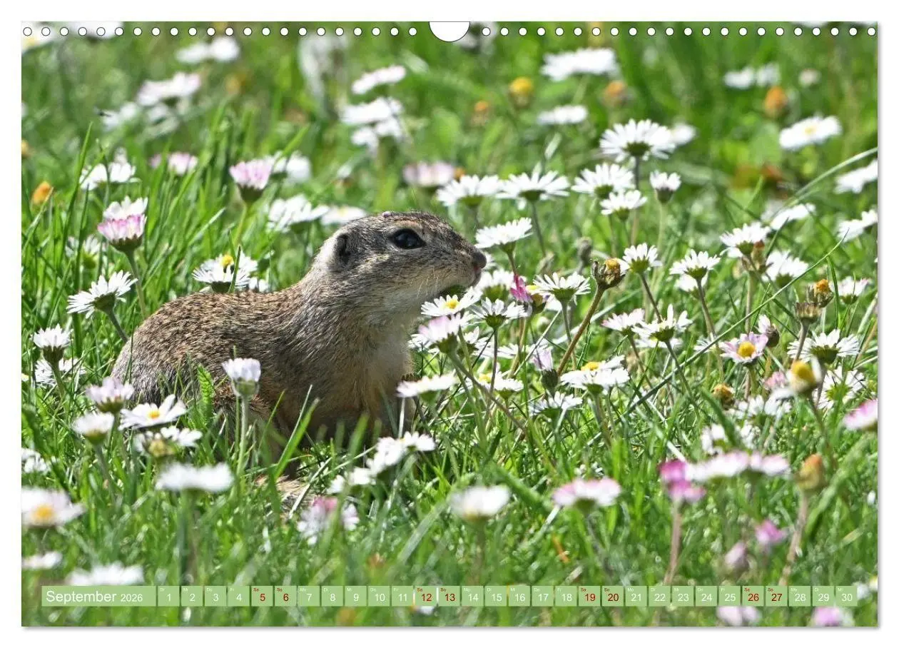 Bild: 9783516731019 | Ziesel im Burgenland (Wandkalender 2026 DIN A3 quer), CALVENDO...