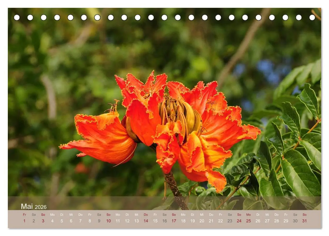Bild: 9783516191219 | Aloha aus Hawaii (Tischkalender 2026 DIN A5 quer), CALVENDO...
