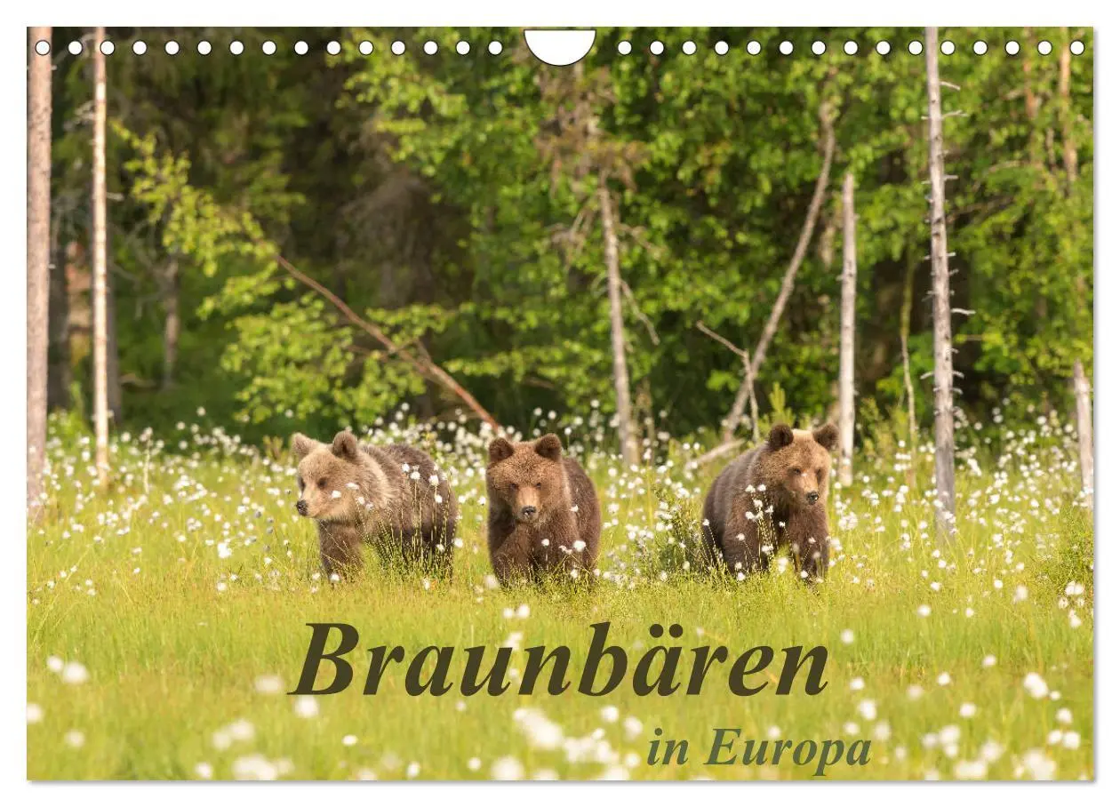 Cover: 9783457781319 | Braunbären in Europa (Wandkalender 2026 DIN A4 quer), CALVENDO...