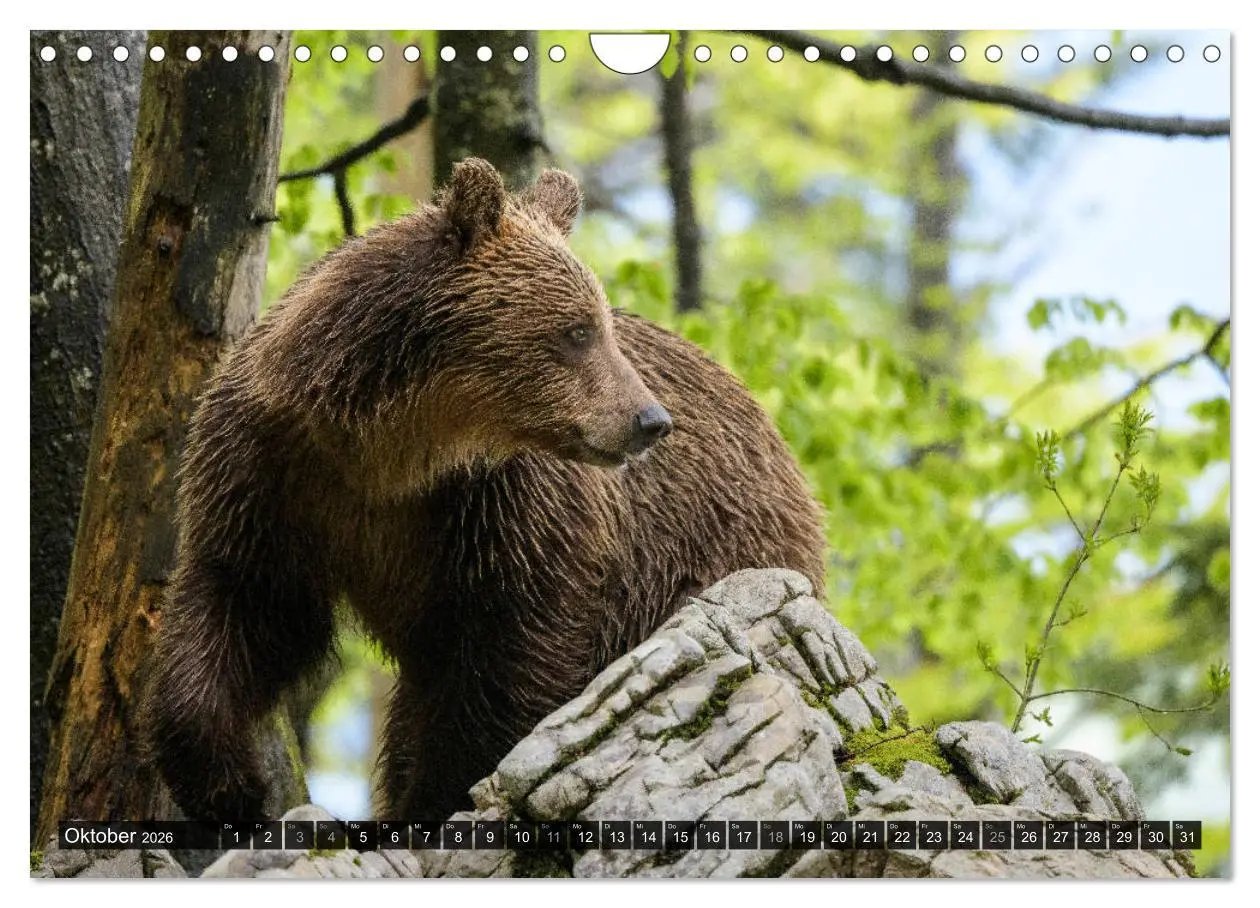Bild: 9783457781319 | Braunbären in Europa (Wandkalender 2026 DIN A4 quer), CALVENDO...