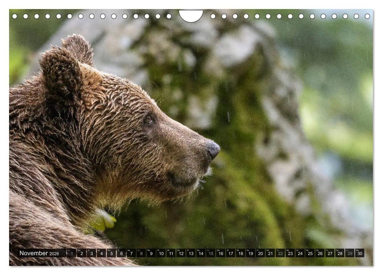 Bild: 9783457781319 | Braunbären in Europa (Wandkalender 2026 DIN A4 quer), CALVENDO...