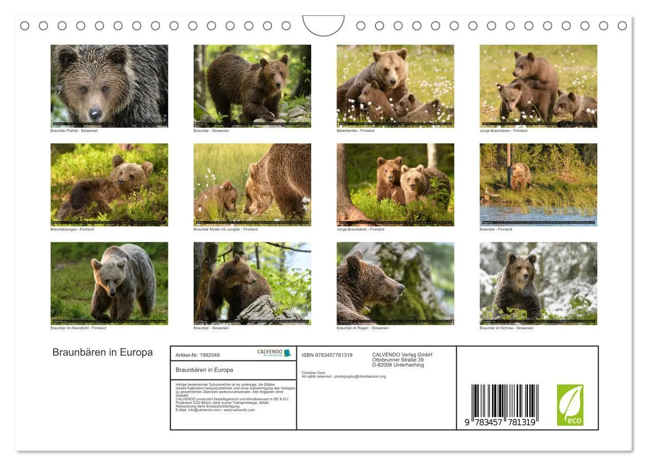 Bild: 9783457781319 | Braunbären in Europa (Wandkalender 2026 DIN A4 quer), CALVENDO...