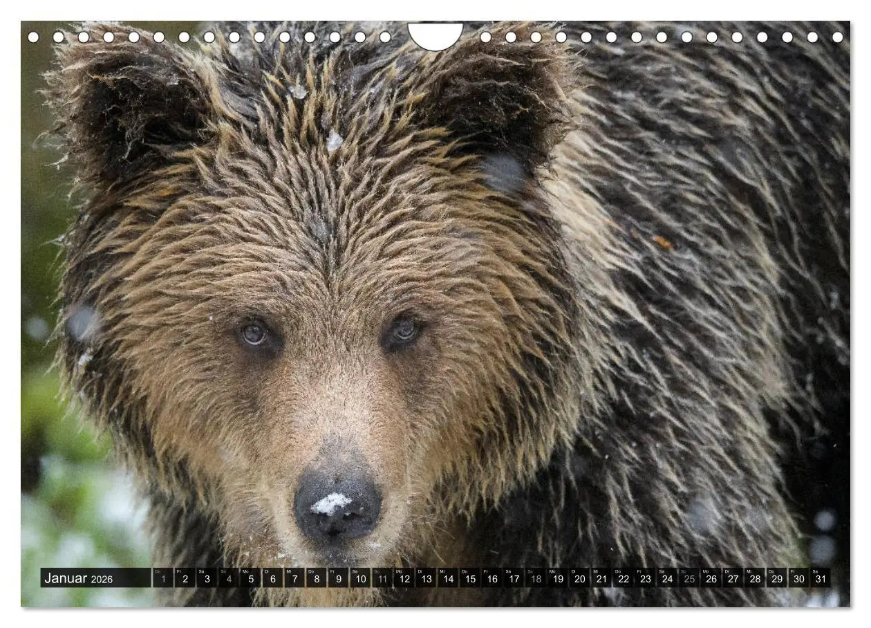 Bild: 9783457781319 | Braunbären in Europa (Wandkalender 2026 DIN A4 quer), CALVENDO...