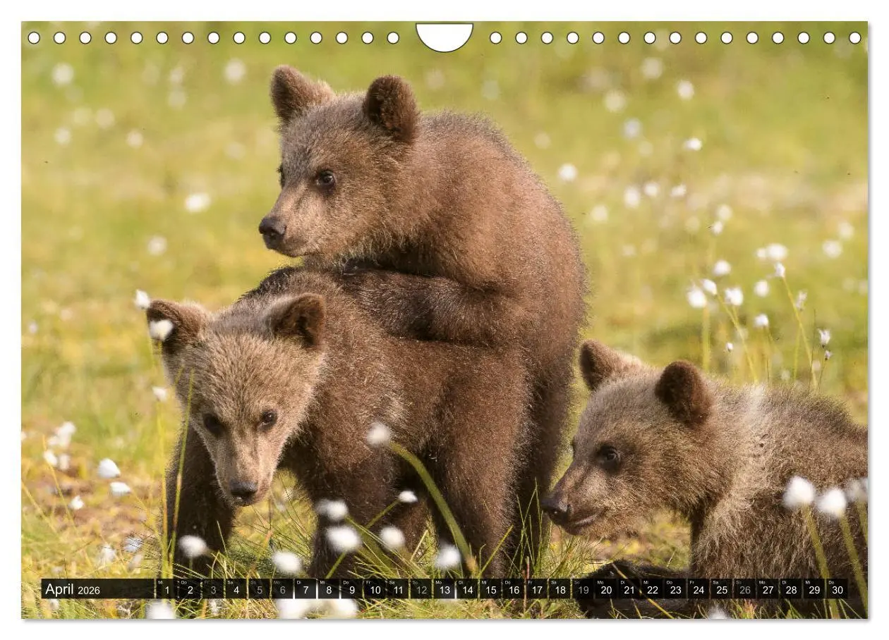 Bild: 9783457781319 | Braunbären in Europa (Wandkalender 2026 DIN A4 quer), CALVENDO...